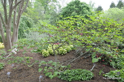 Hamamelis x intermedia 'Diane' — photo 2